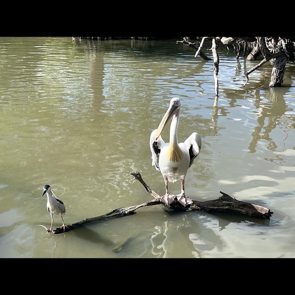 Meet your Posher! 💫☀️🌞🙏🍀🪷🌹 - Picture 7 of 10